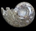 Polished Cretaceous Ammonite Fossil - Khenifra, Morocco #35299-1